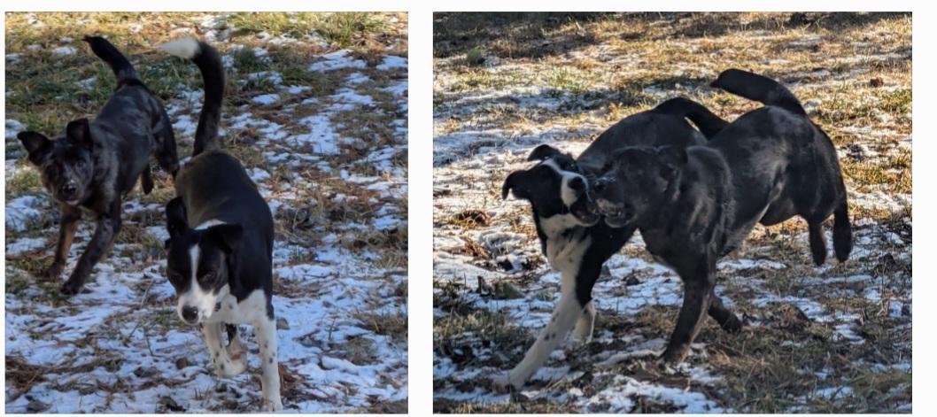 Chidi, a ADOPTABLE mixed breed in Bend, OR image 6/6