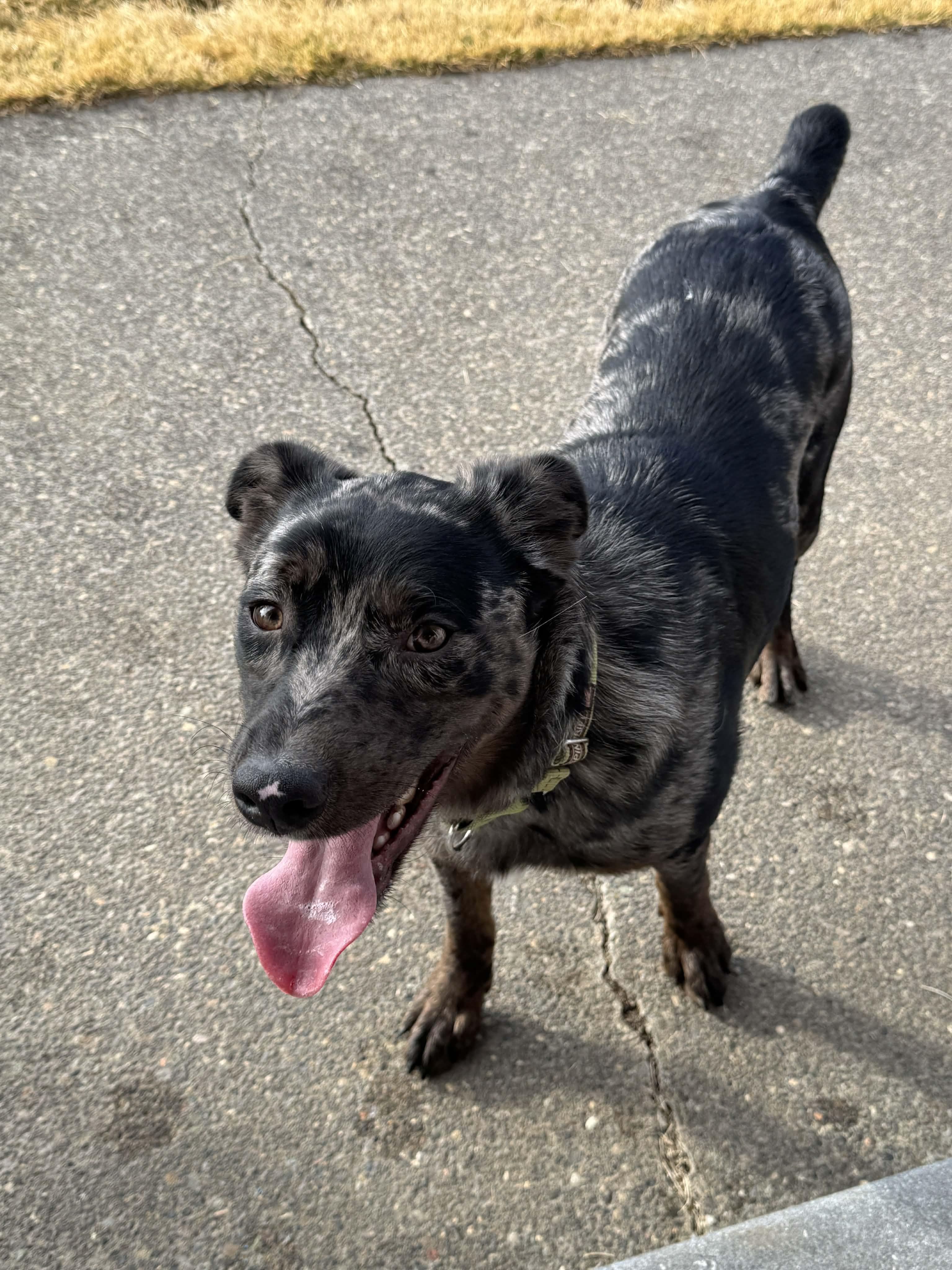 Chidi, a ADOPTABLE mixed breed in Bend, OR image 2/6