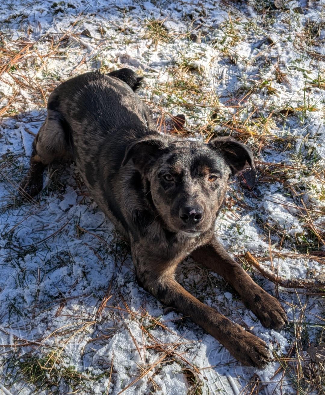 Chidi, a ADOPTABLE mixed breed in Bend, OR image 4/5