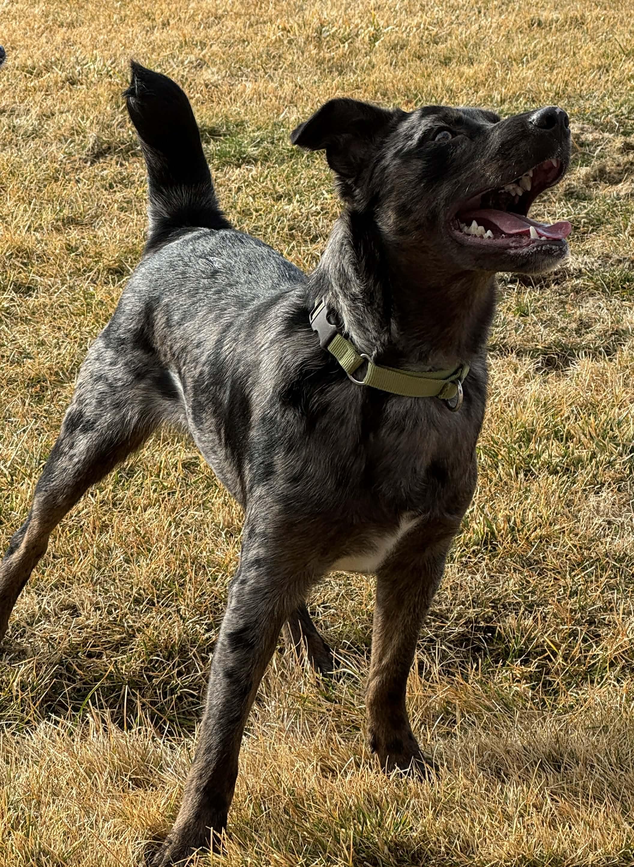 Chidi, a ADOPTABLE mixed breed in Bend, OR image 1/6