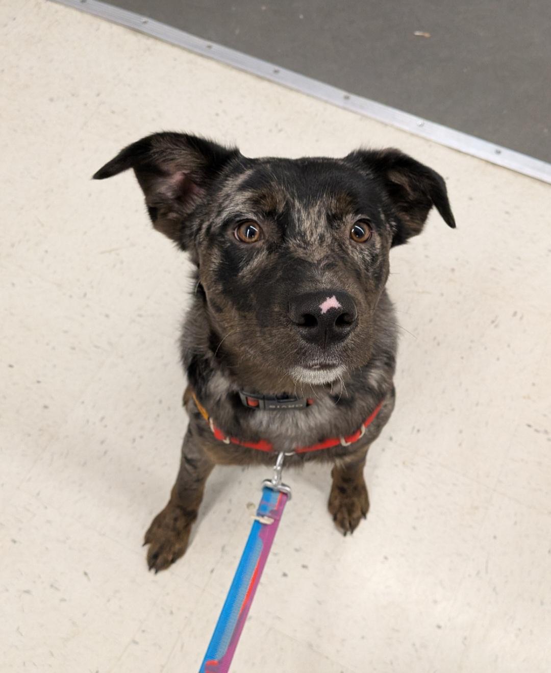 Chidi, ADOPTABLE, Young Male Border Collie & Australian Shepherd.