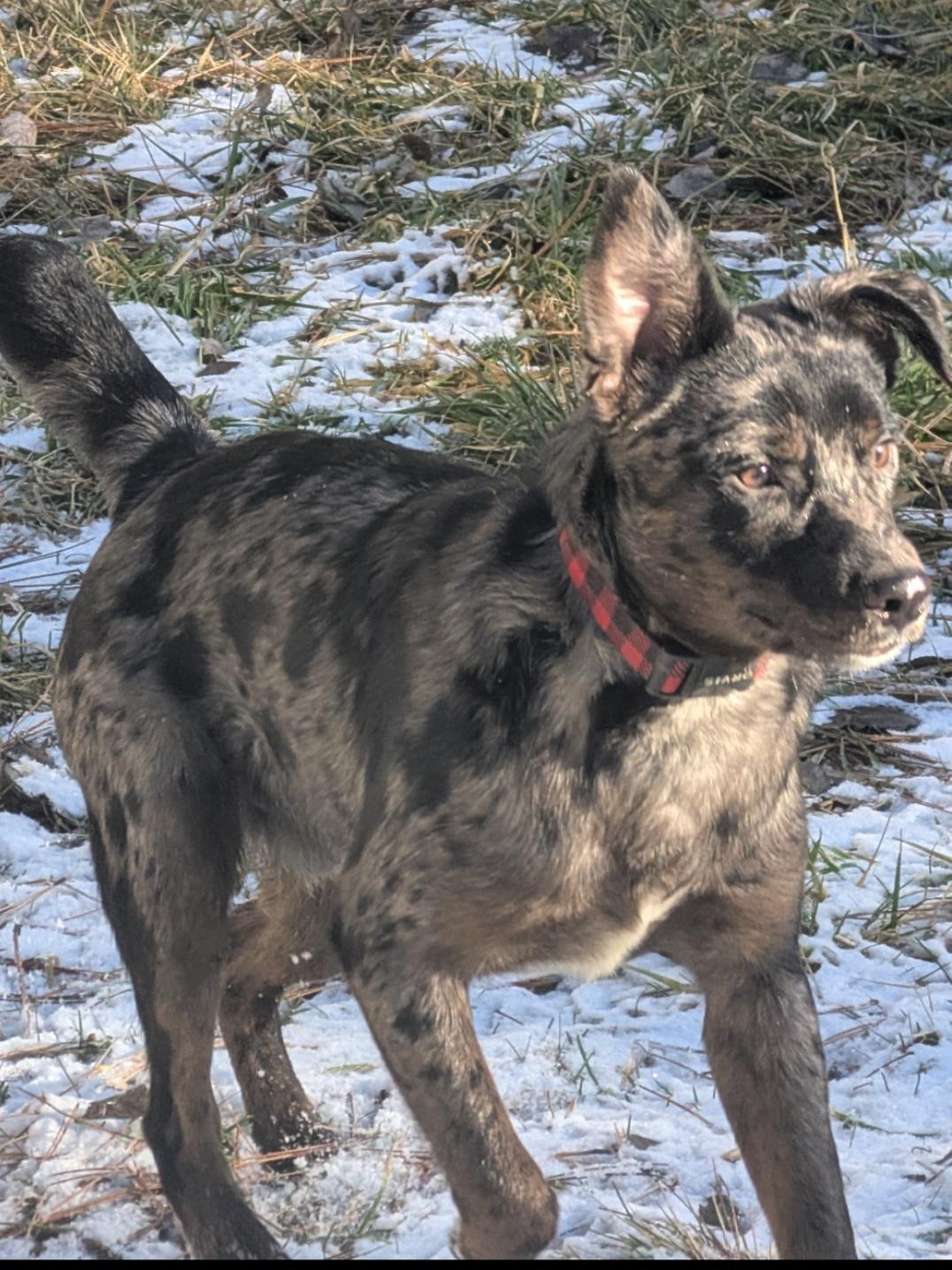 Chidi, a ADOPTABLE mixed breed in Bend, OR image 2/5