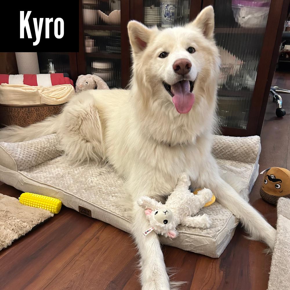 KYRO, an adoptable Samoyed in Los Angeles, CA, 90019 | Photo Image 1