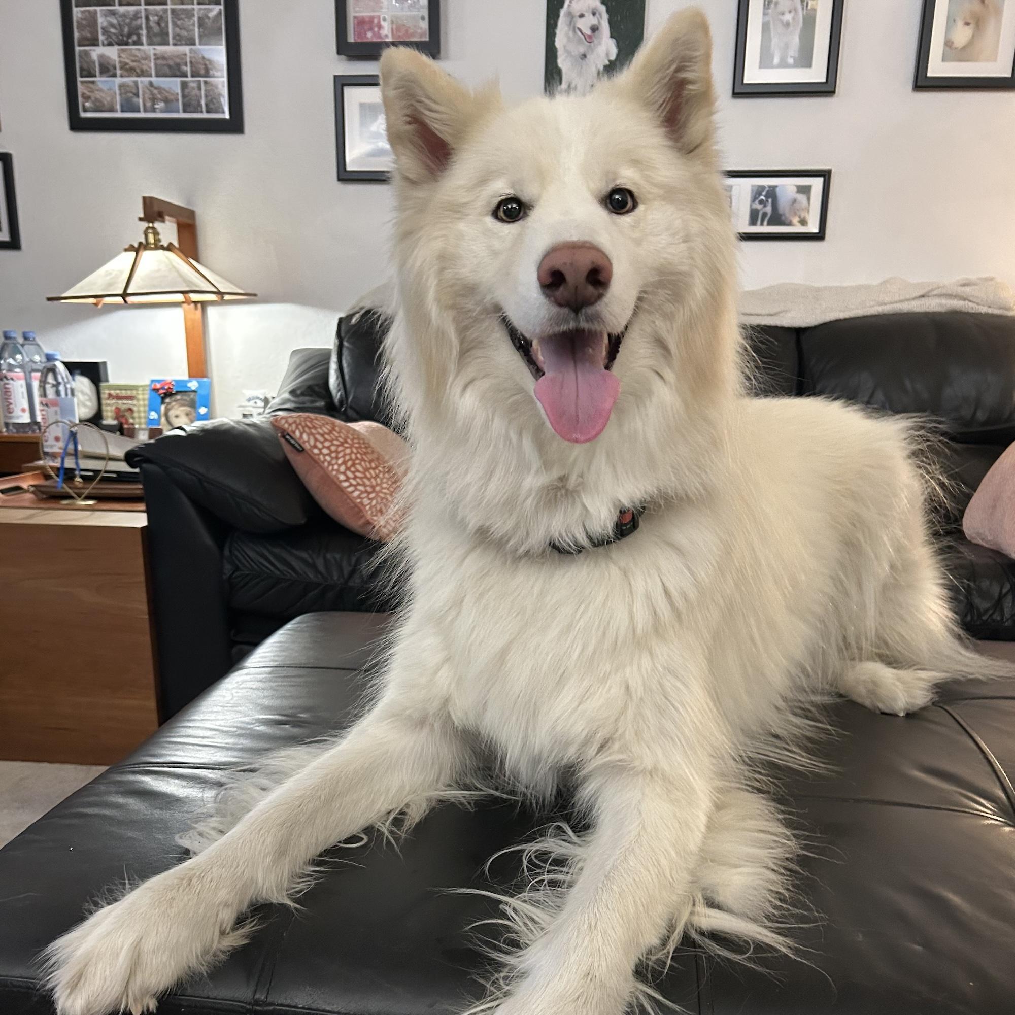 KYRO, an adoptable Samoyed in Los Angeles, CA, 90019 | Photo Image 2