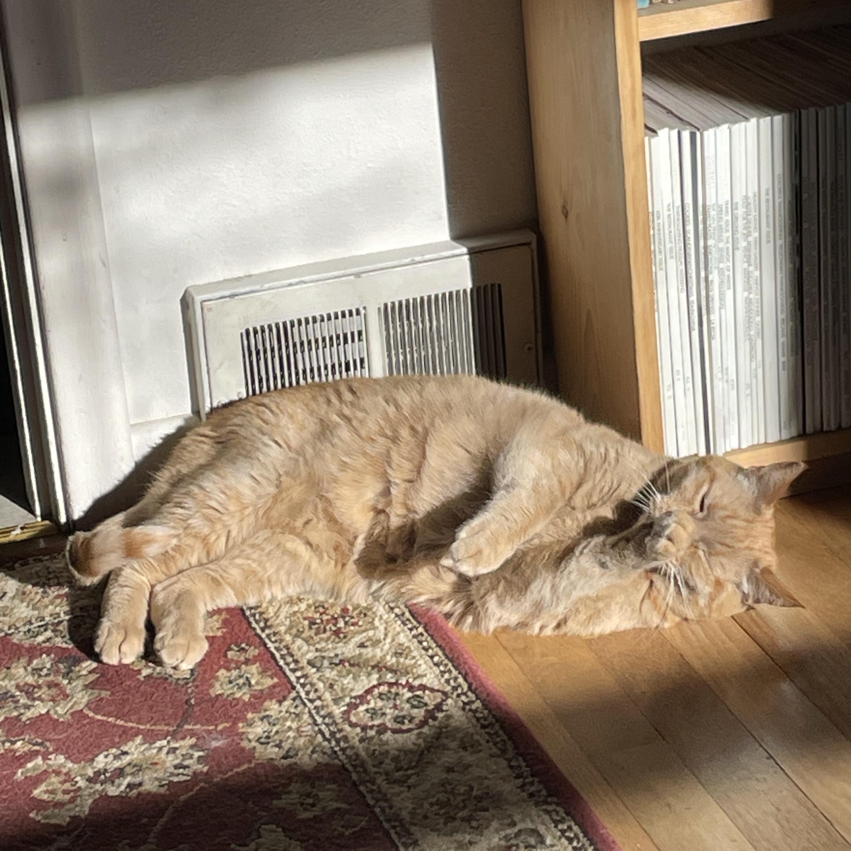 **COURTESY LISTING** Flaco, Adoptable, Senior Male Domestic Short Hair.