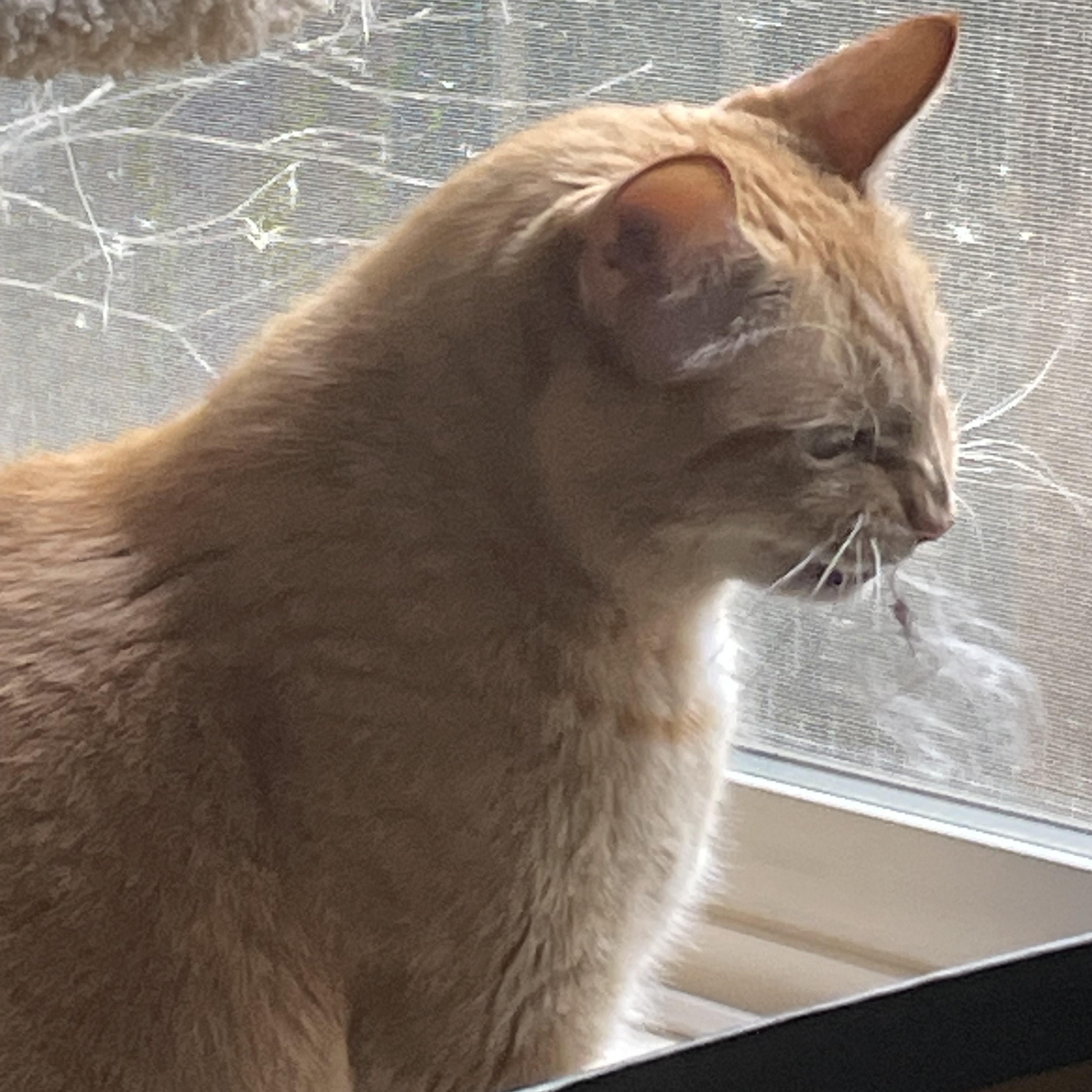 Enlarge **COURTESY LISTING** Flaco, a Adoptable Domestic Short Hair in Moscow, ID image 3/4