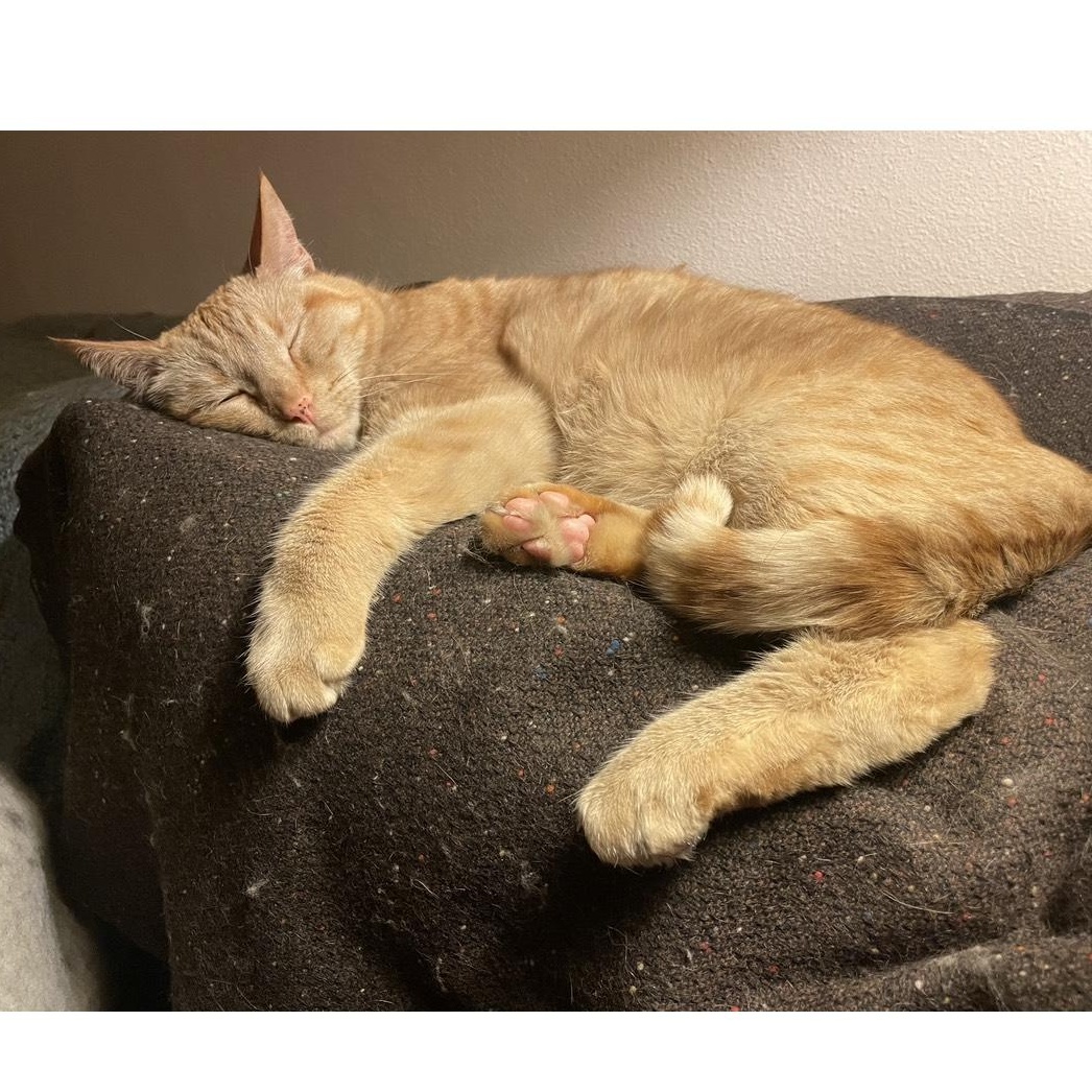 Enlarge **COURTESY LISTING** Flaco, a Adoptable Domestic Short Hair in Moscow, ID image 2/4