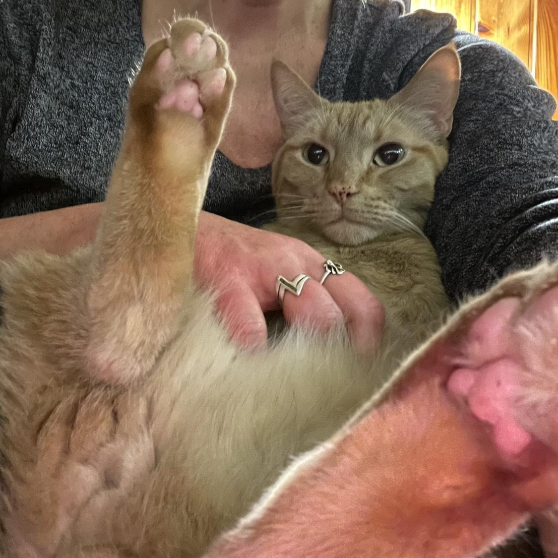 Enlarge **COURTESY LISTING** Flaco, a Adoptable Domestic Short Hair in Moscow, ID image 4/4