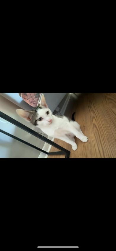 Simba, Young Male Domestic Short Hair