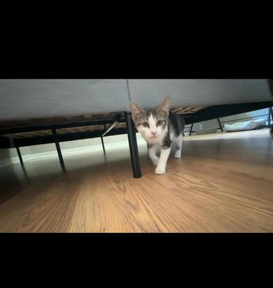 Simba photo 5