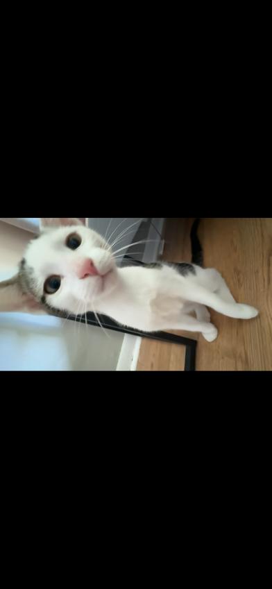 Simba photo 3
