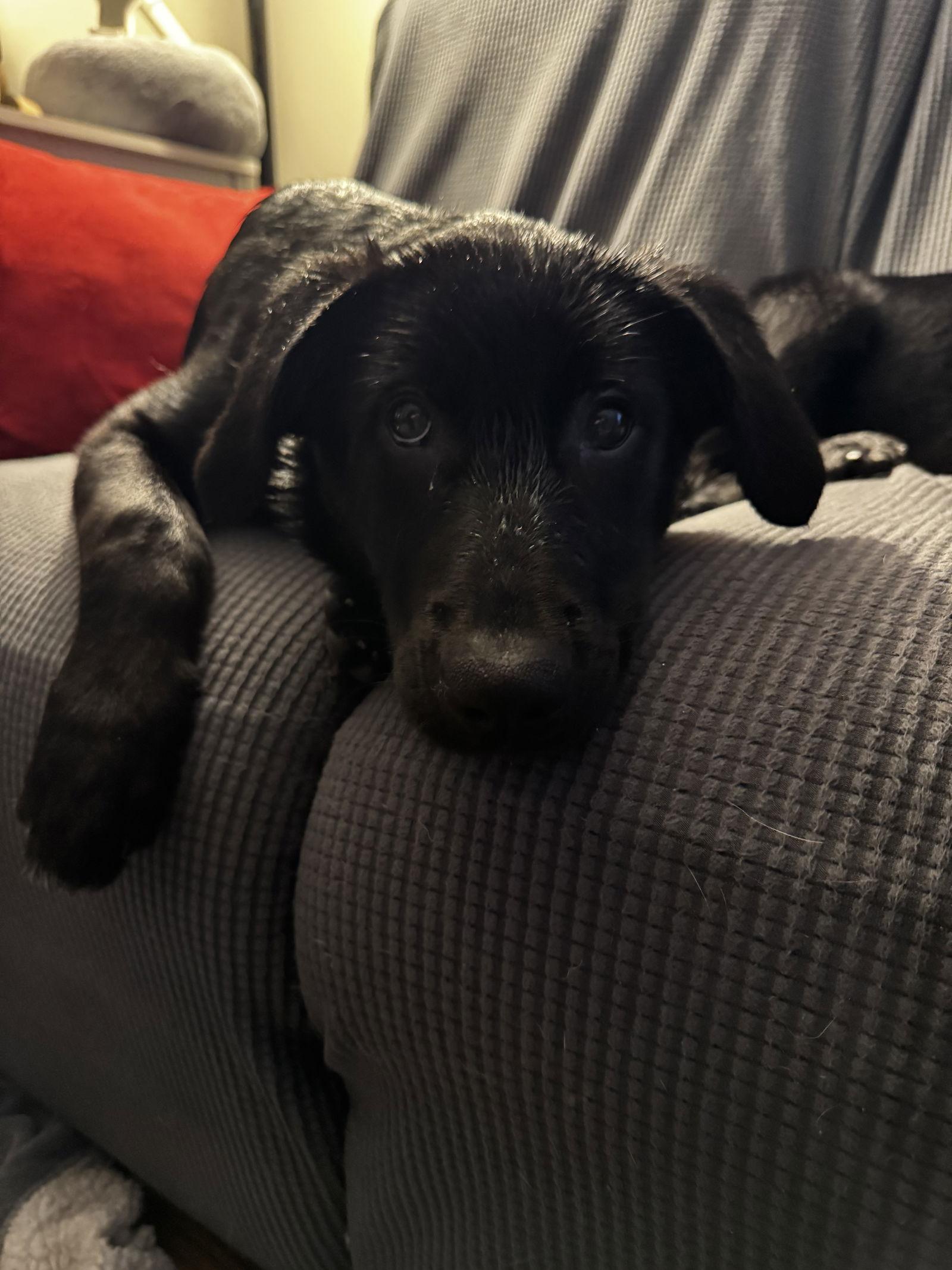 Darby, Adoptable, Puppy Female Labrador Retriever & Shepherd.