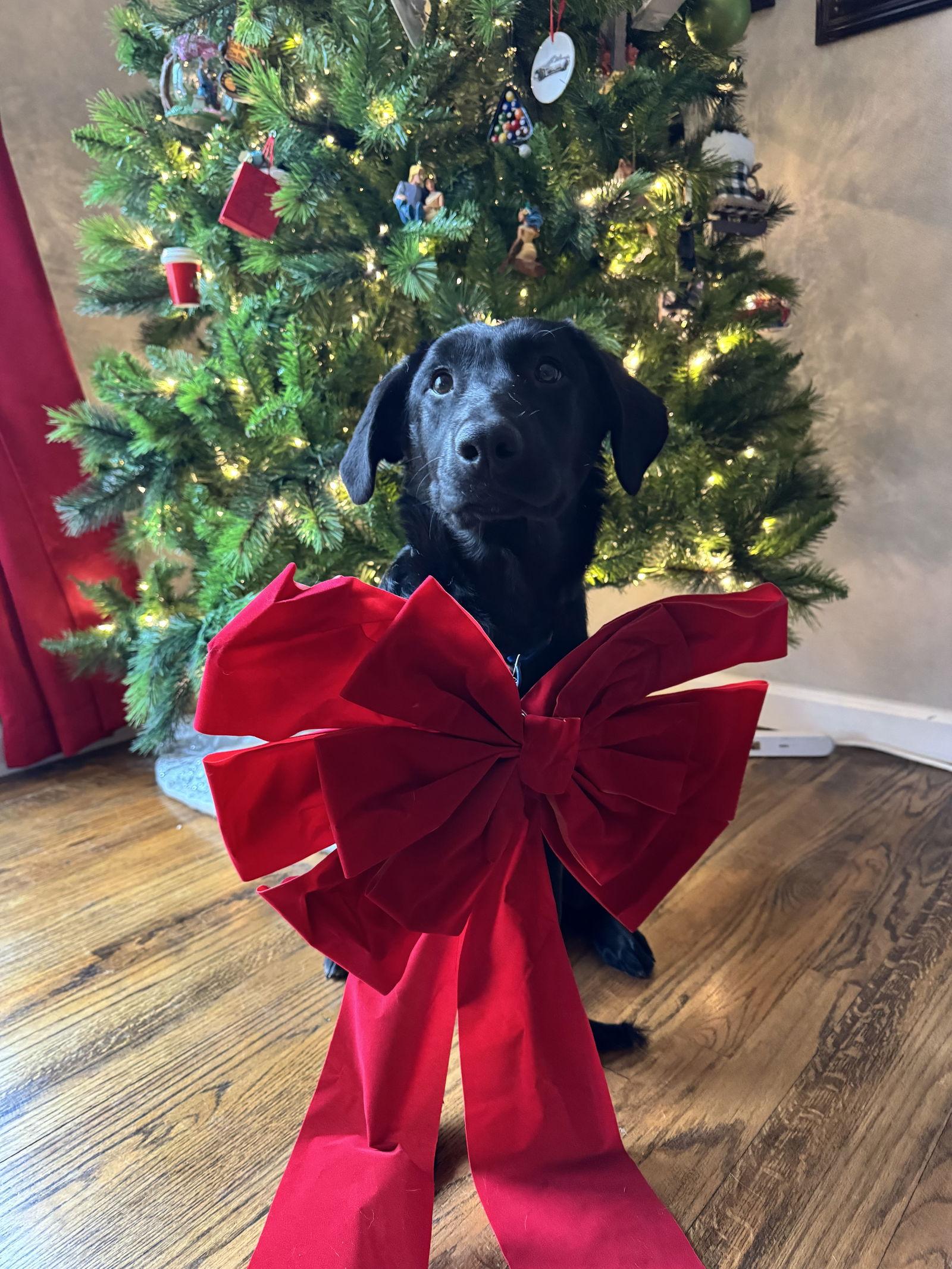 Enlarge Darby, a Adoptable mixed breed in Fenton, MO image 2/3