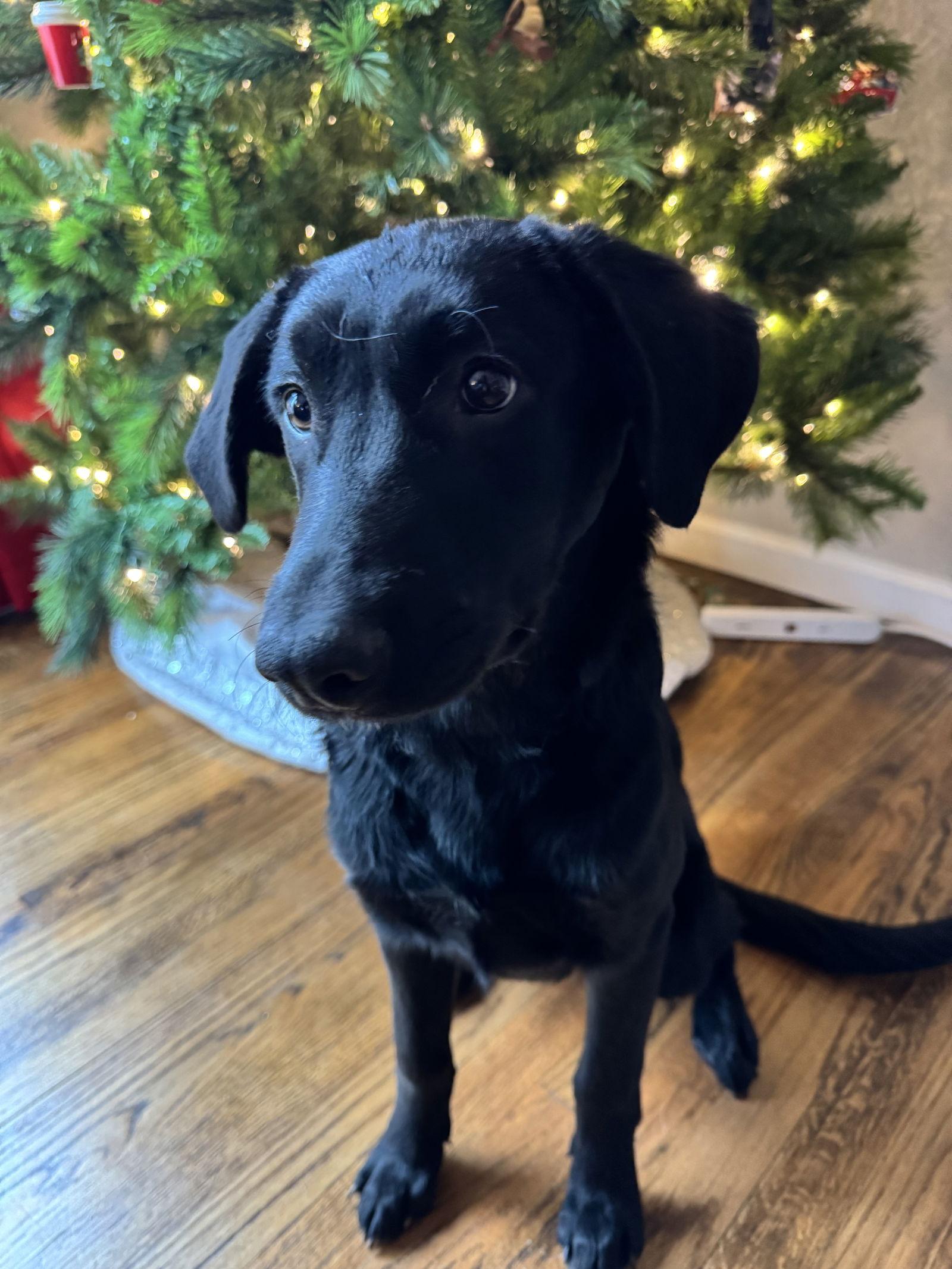 Enlarge Darby, a Adoptable mixed breed in Fenton, MO image 3/3