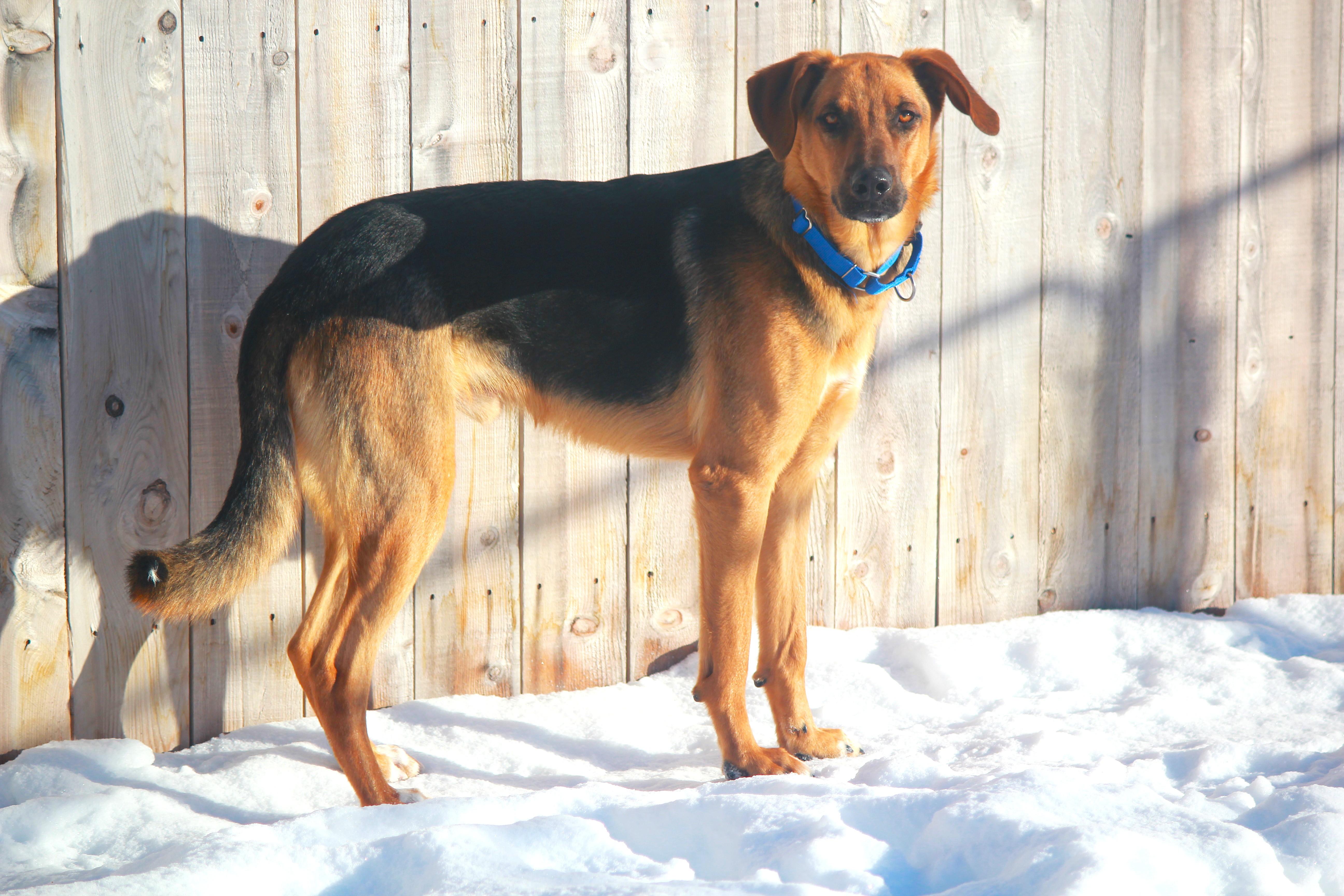 Enlarge Reggie, an adopted mixed breed in Hayward, WI image 2/2