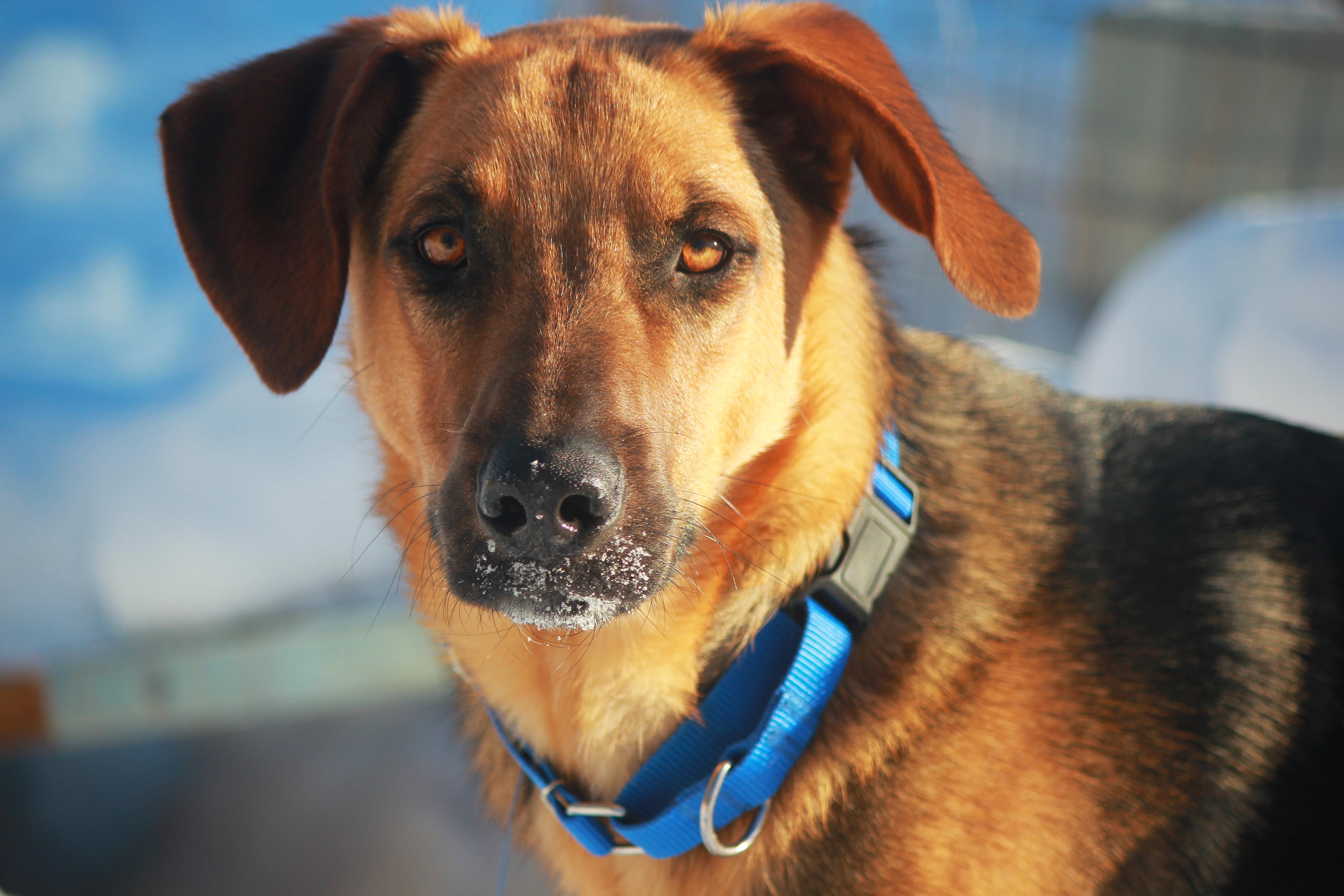 Enlarge Reggie, an adopted mixed breed in Hayward, WI image 1/2