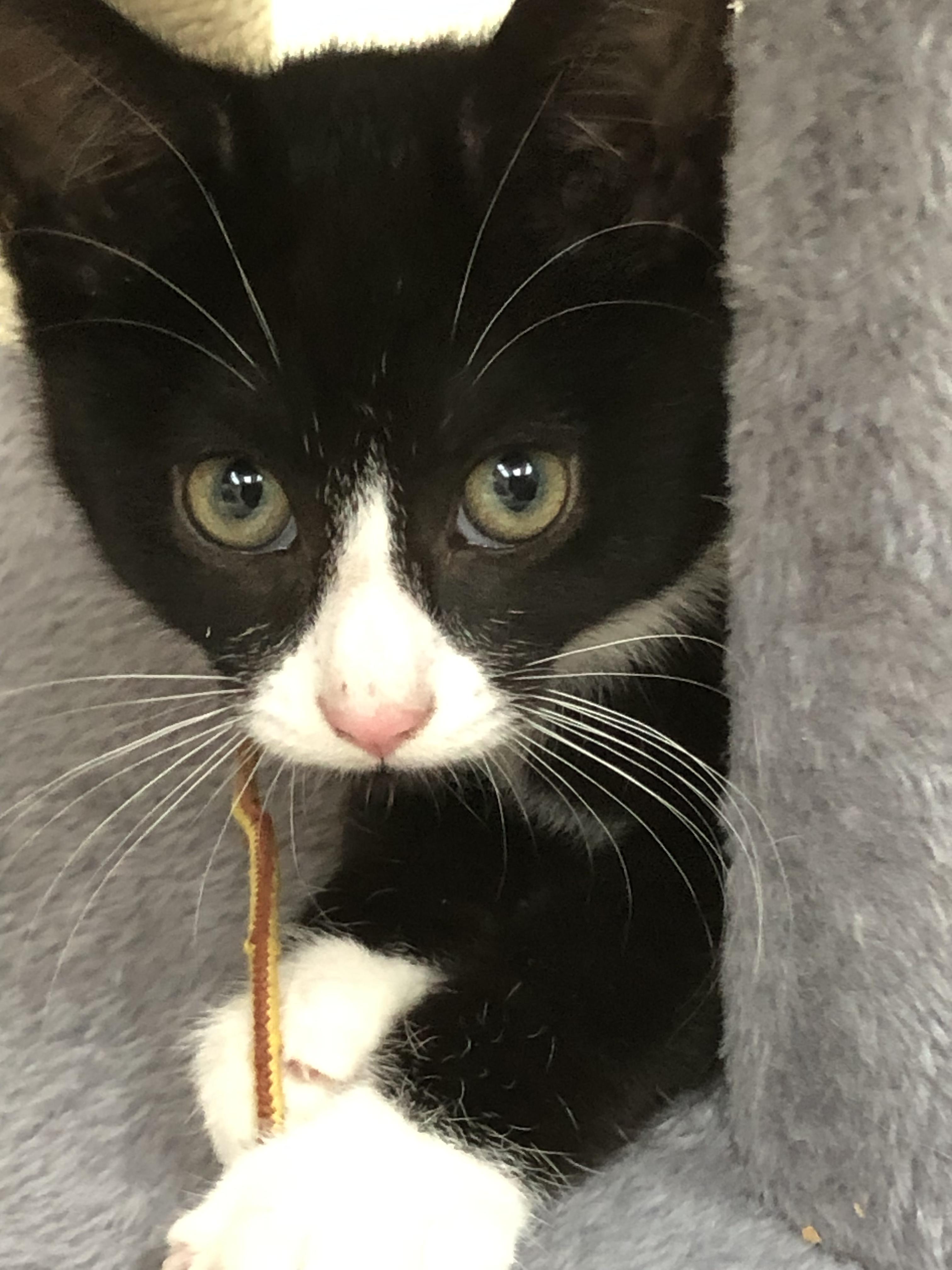 Watson & Holmes thumbnail 2