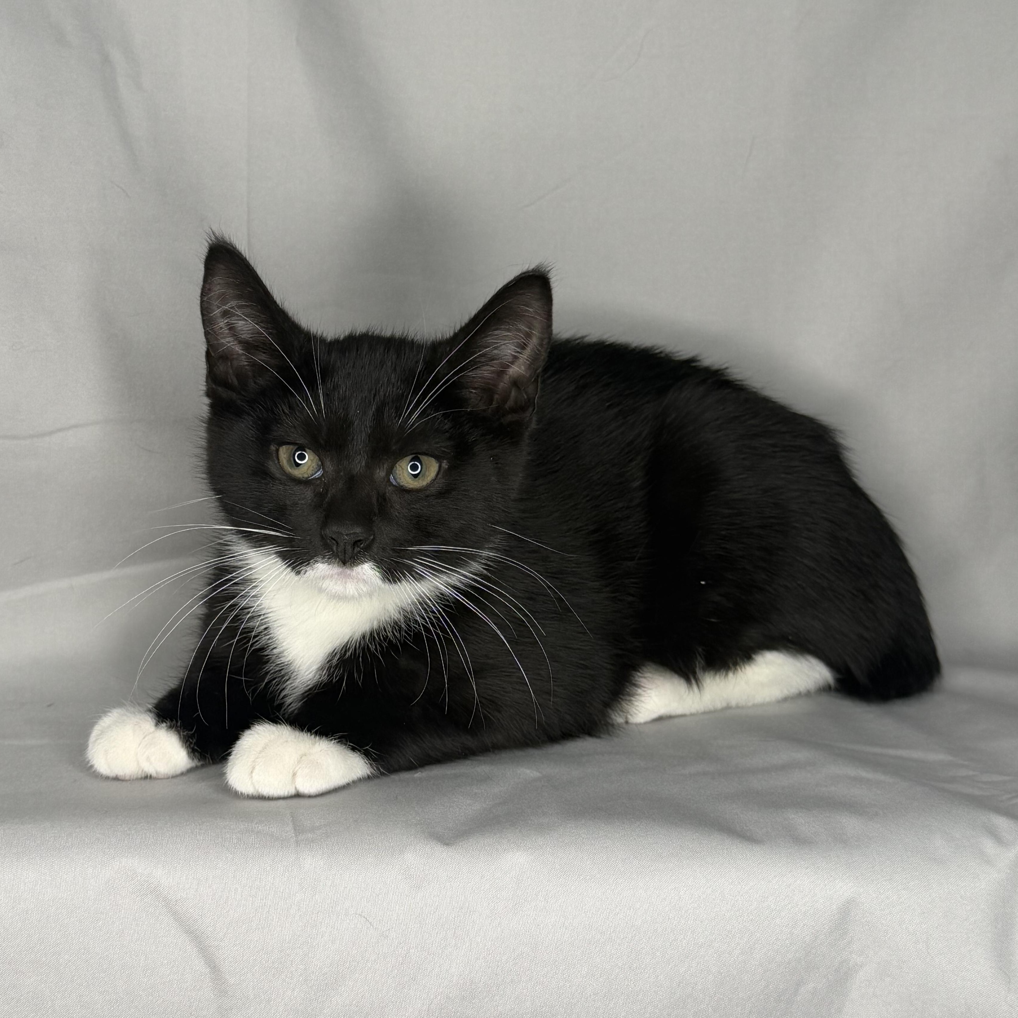 Watson & Holmes thumbnail 3