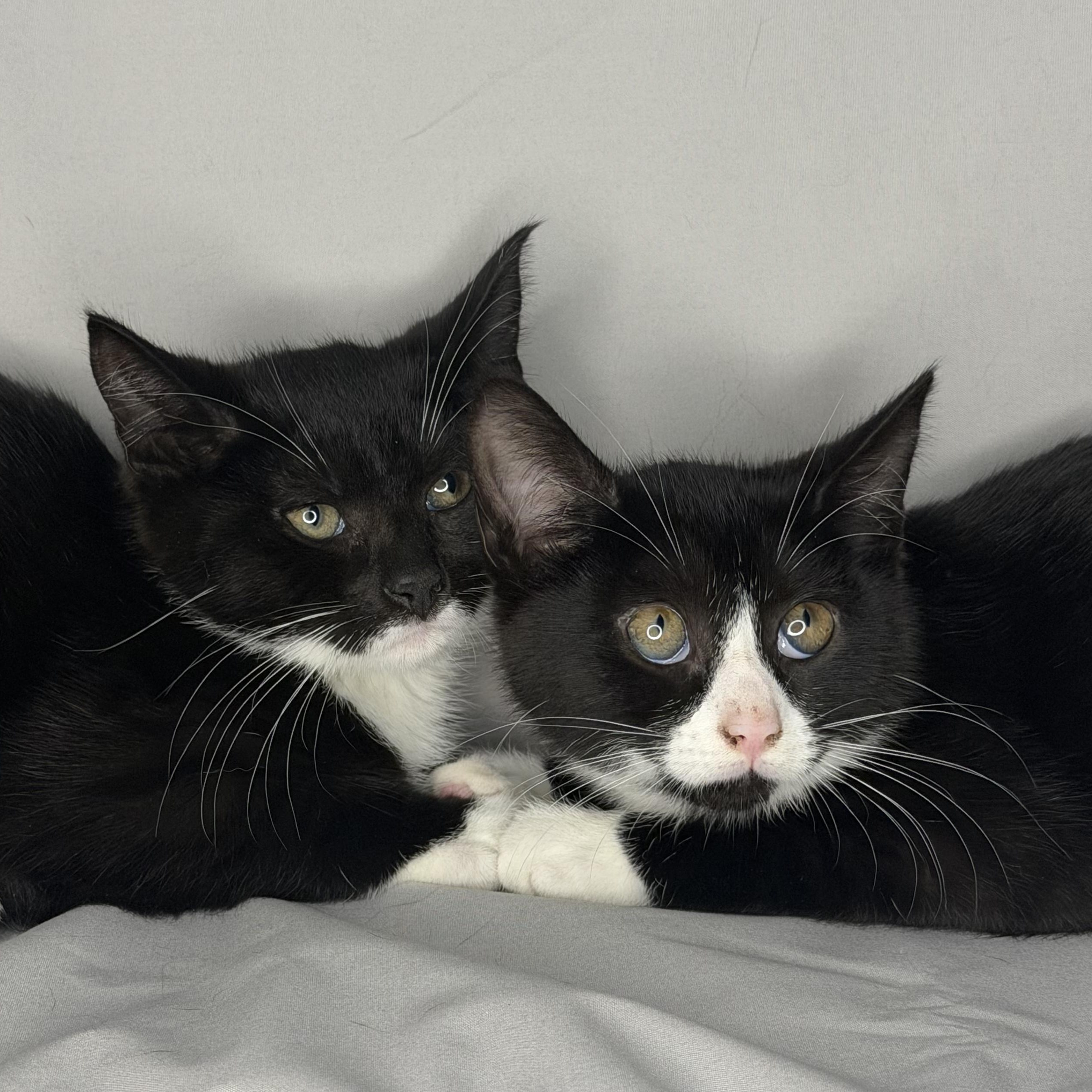 Watson & Holmes thumbnail 5