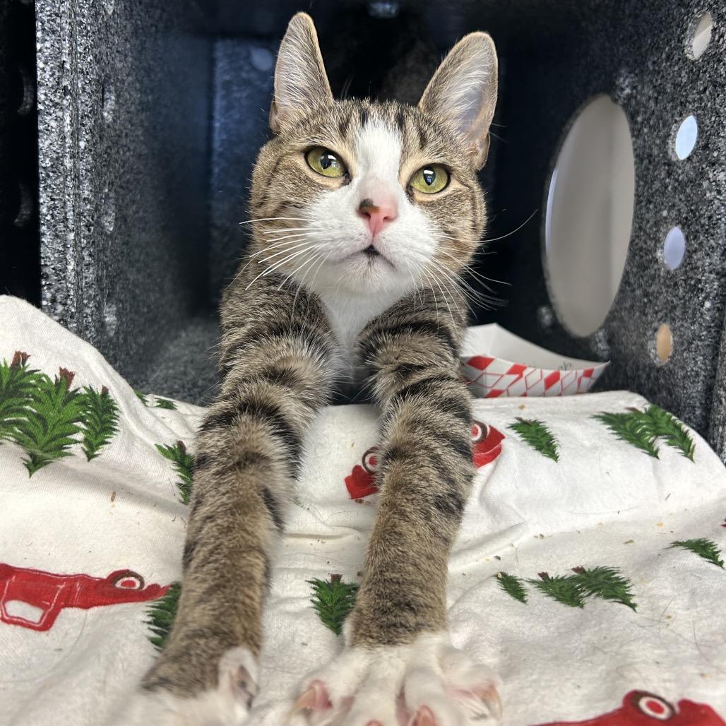 Kai, Adoptable, Adult Female Domestic Short Hair.