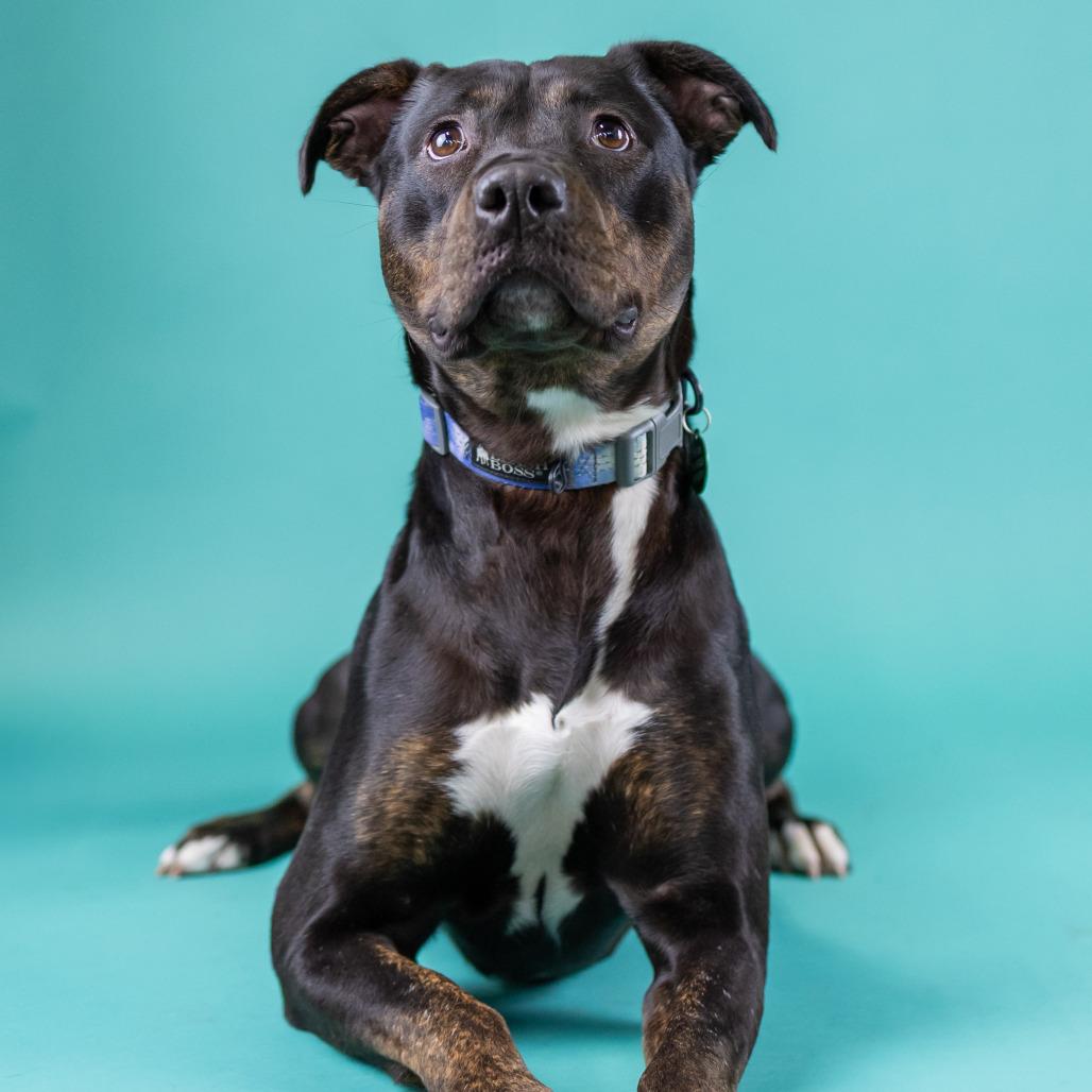 Lady Bug, Adoptable, Young Female Mixed Breed.
