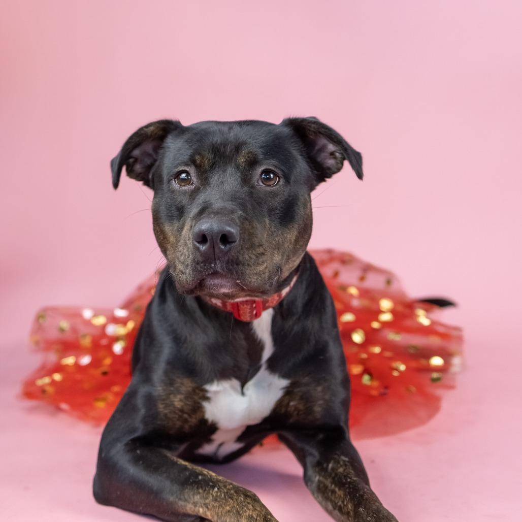 Enlarge Lady Bug, a Adoptable Mixed Breed in Portland, OR image 1/4