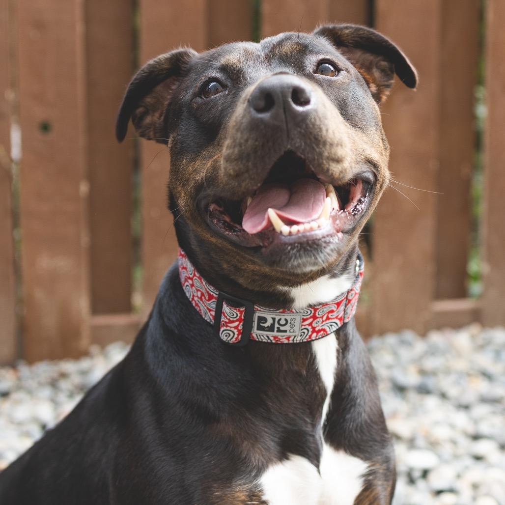 Lady Bug, a Adoptable Mixed Breed in Portland, OR image 2/6