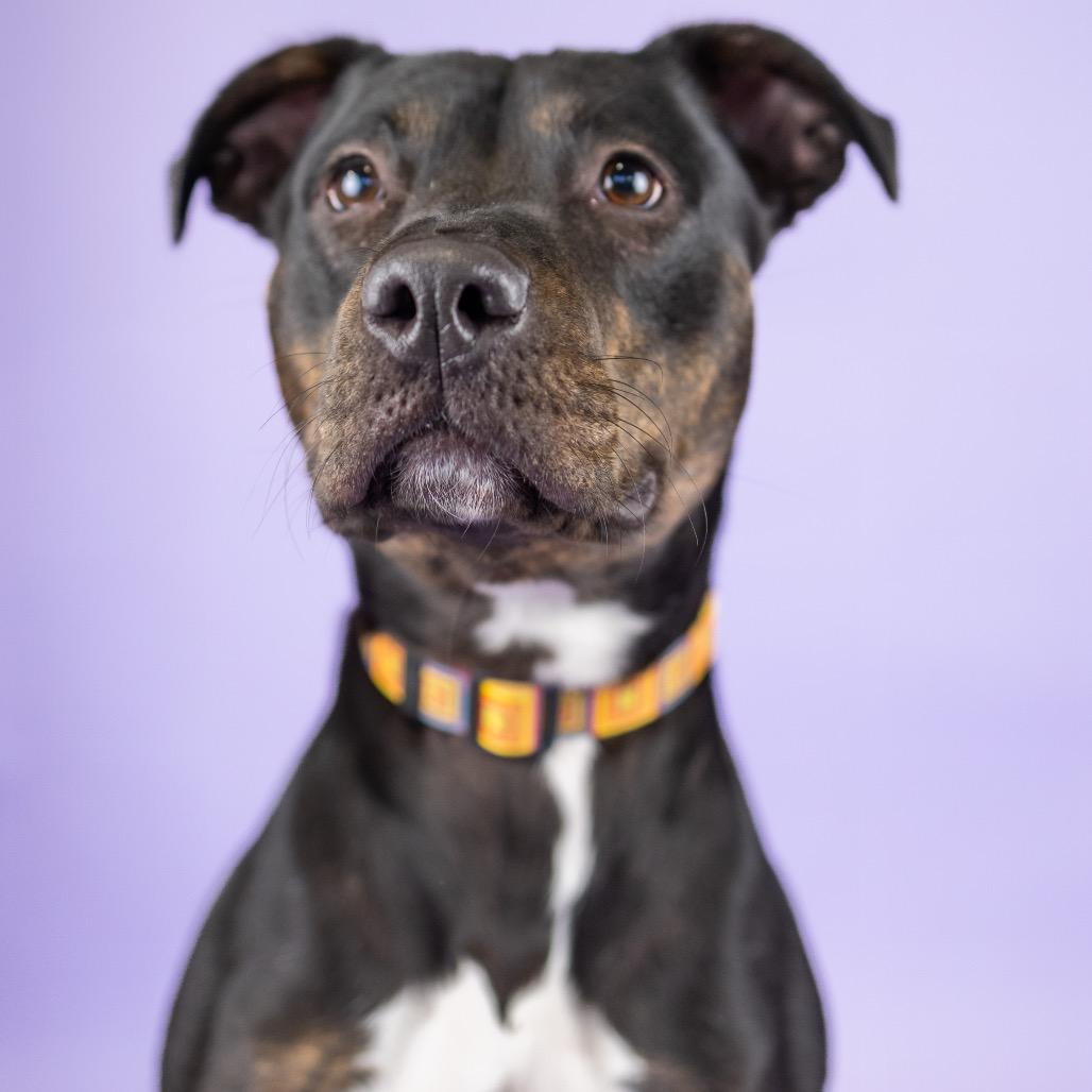 Lady Bug, Adoptable, Young Female Mixed Breed.