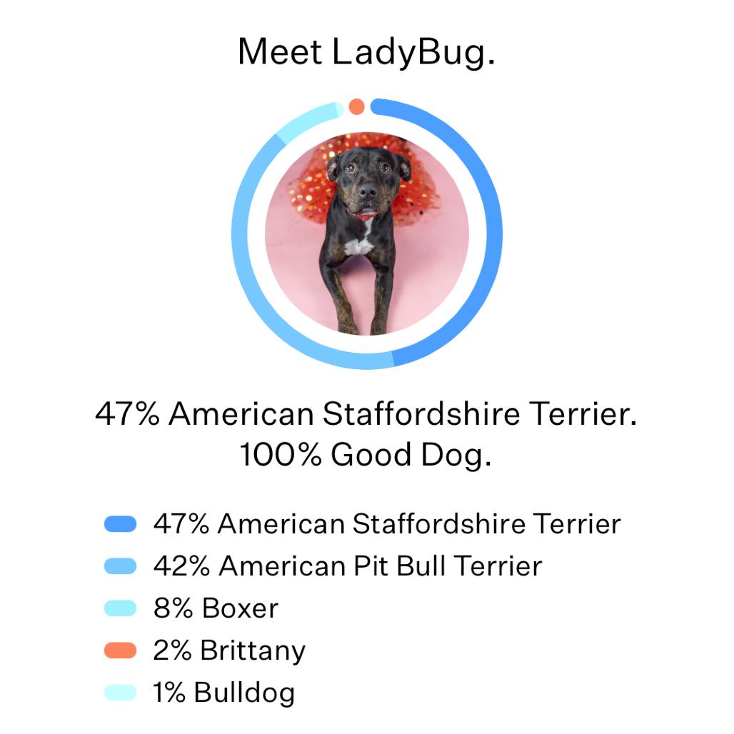 Enlarge Lady Bug, a Adoptable Mixed Breed in Portland, OR image 3/5
