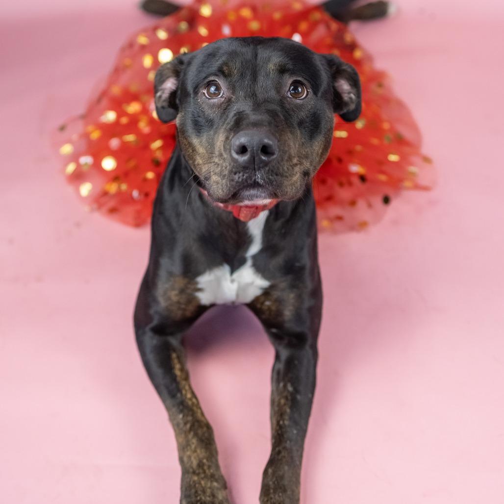 Enlarge Lady Bug, a Adoptable Mixed Breed in Portland, OR image 3/4