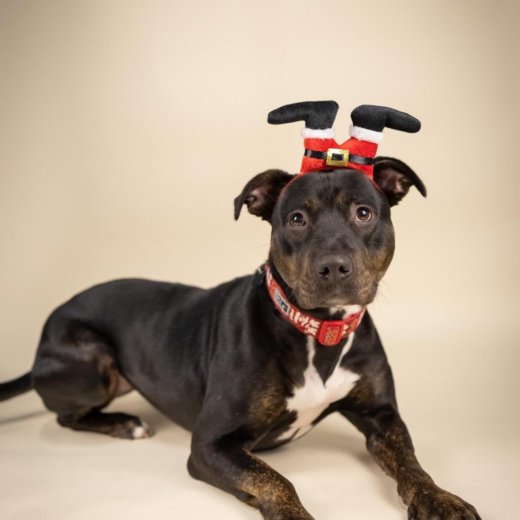 Lady Bug, a Adoptable Mixed Breed in Portland, OR image 3/3