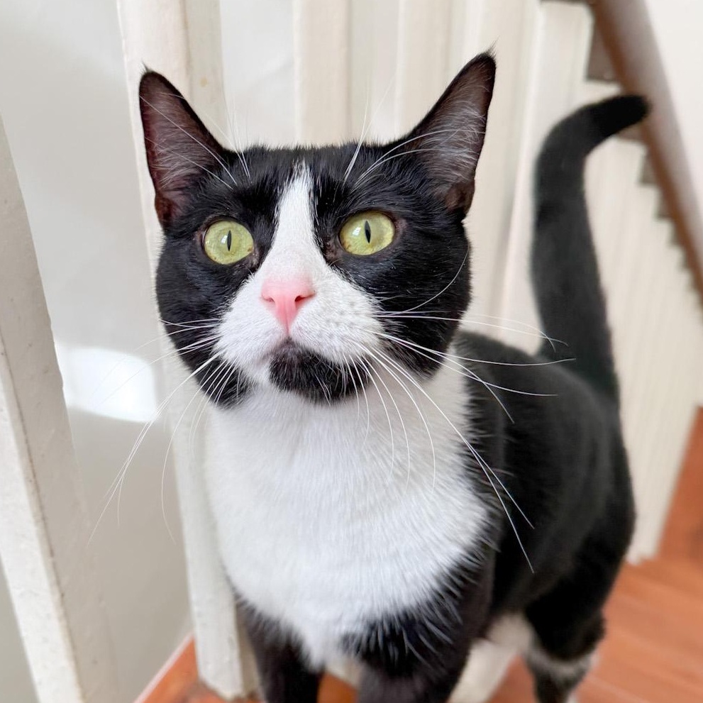 Patch, Adoptable, Young Female Tuxedo.
