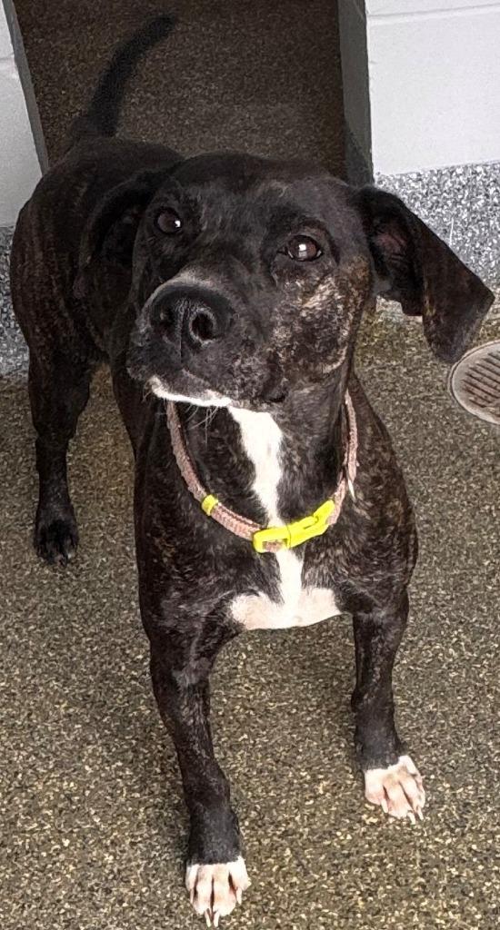 Missy, Adoptable, Young Female Plott Hound.