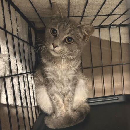 Fifa, a Adoptable Domestic Short Hair in Waxhaw, NC image 1/2