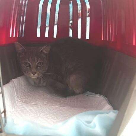 Fifa, a Adoptable Domestic Short Hair in Waxhaw, NC image 2/2