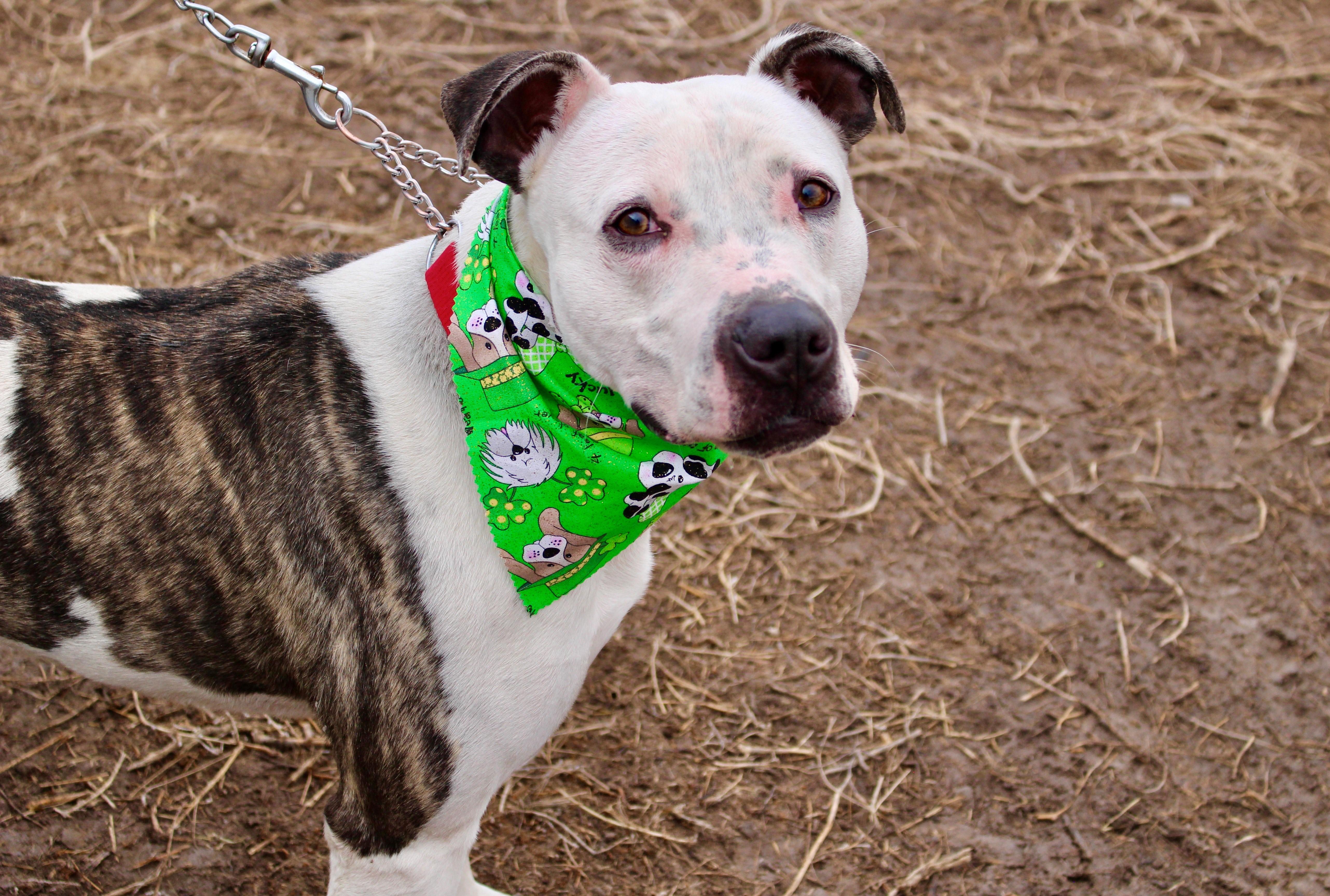 Enlarge Chance, a Adoptable mixed breed in Grantsville, UT image 1/5