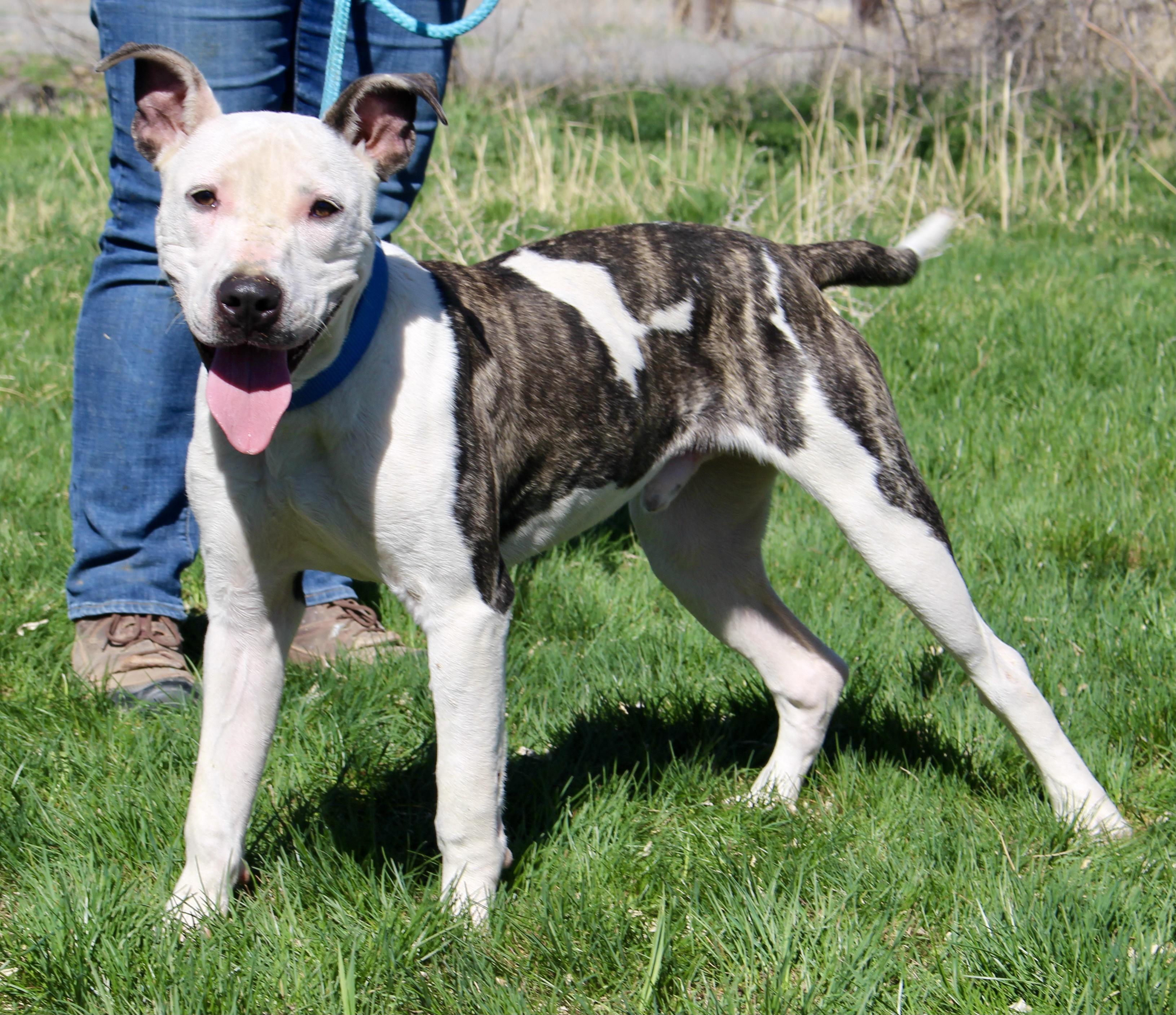 Enlarge Chance, a Adoptable mixed breed in Grantsville, UT image 2/5