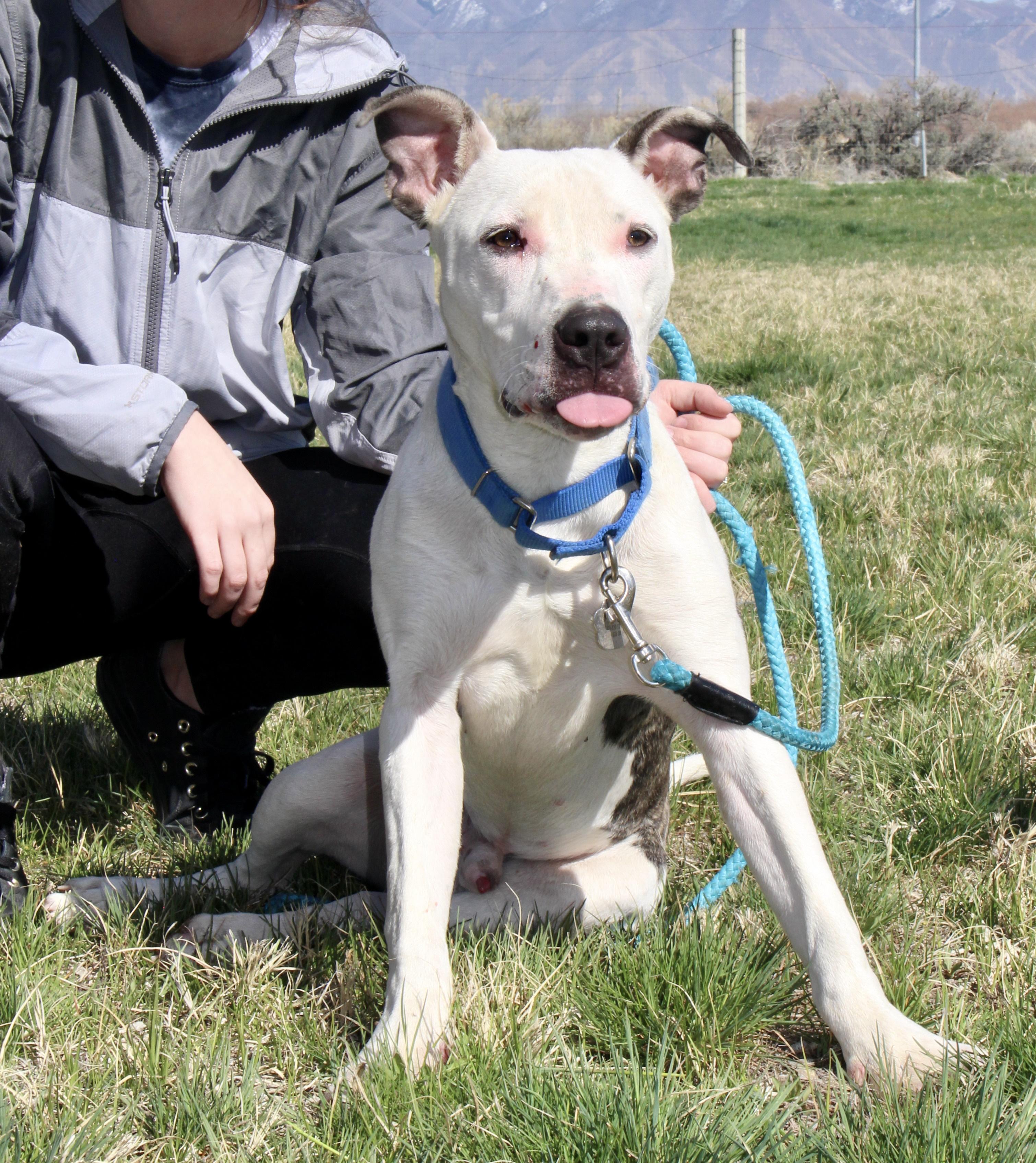 Enlarge Chance, a Adoptable mixed breed in Grantsville, UT image 4/5