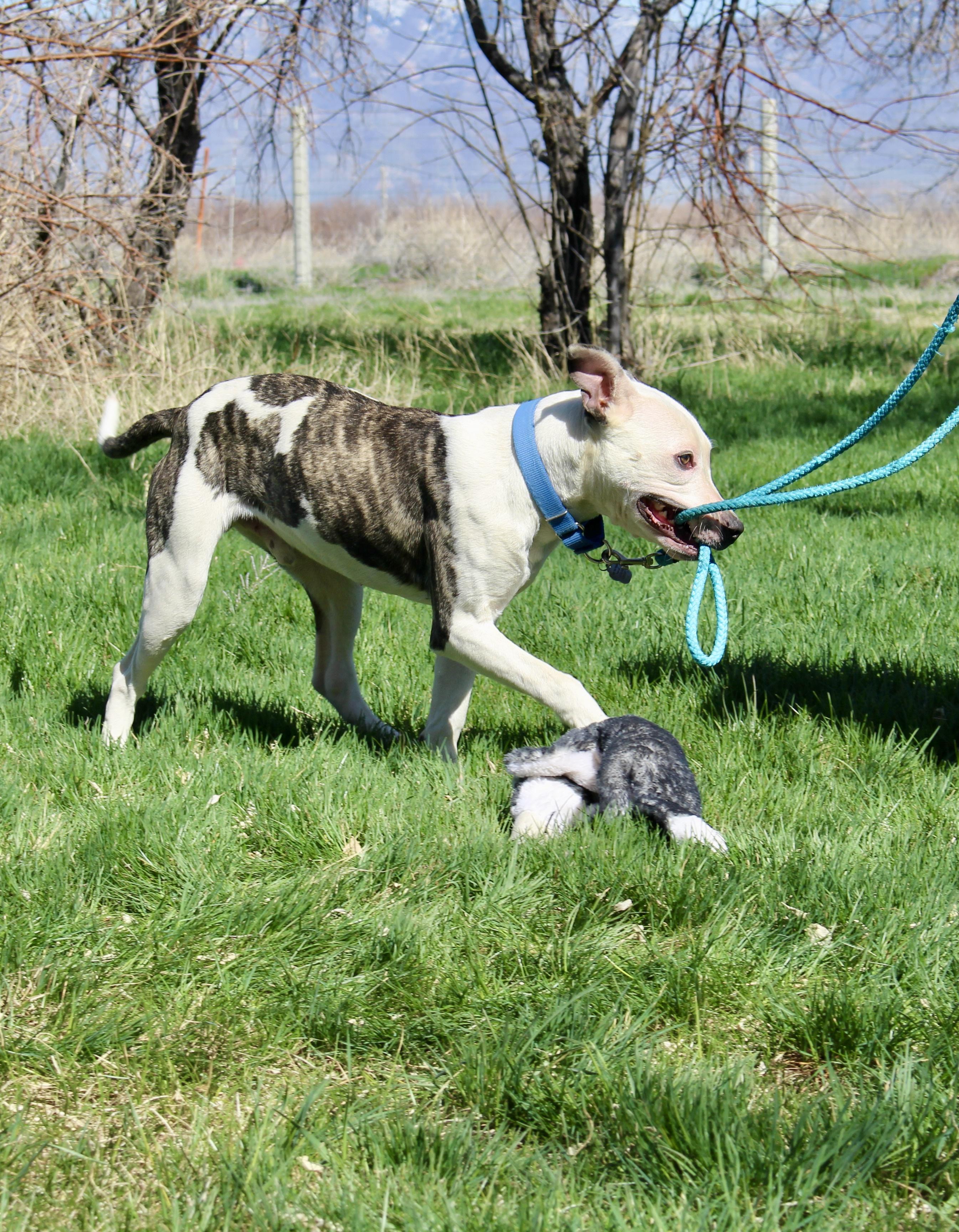 Enlarge Chance, a Adoptable mixed breed in Grantsville, UT image 5/5