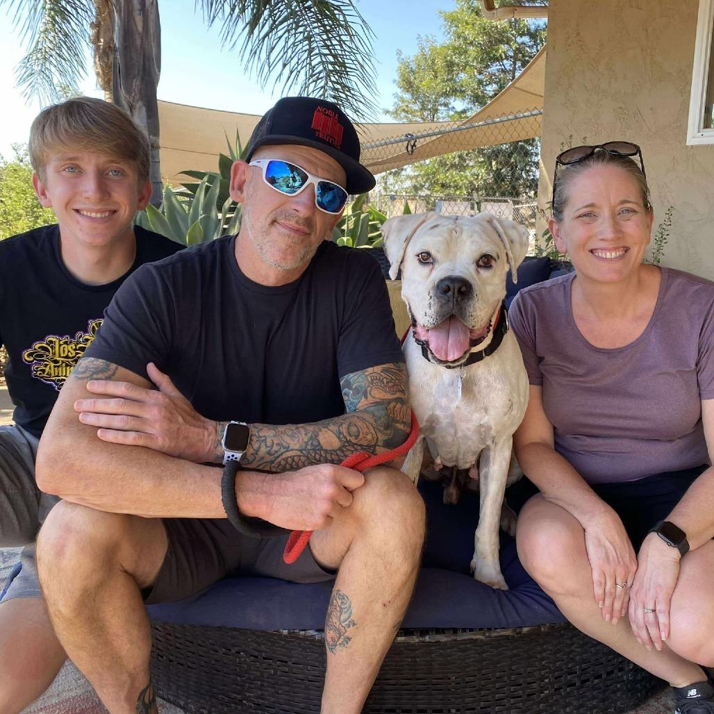 Enlarge Jasper, a Adoptable Boxer in Ramona, CA image 1/6