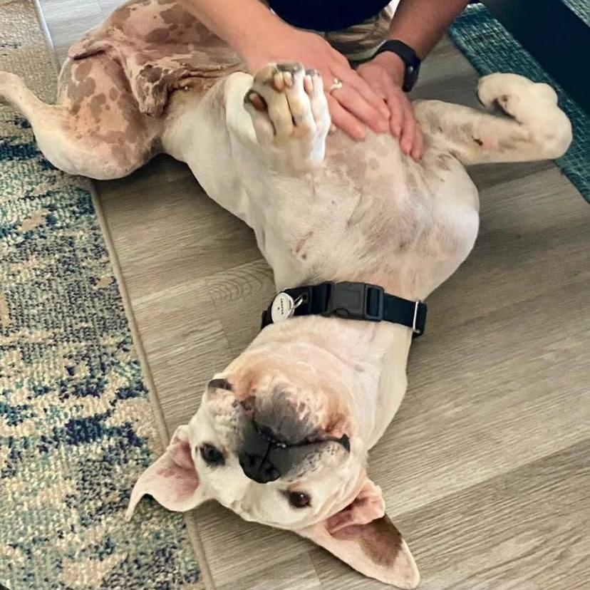 Enlarge Jasper, a Adoptable Boxer in Ramona, CA image 2/6