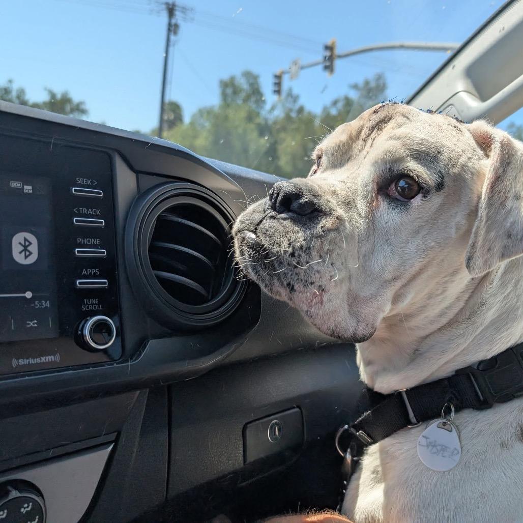 Enlarge Jasper, a Adoptable Boxer in Ramona, CA image 3/6