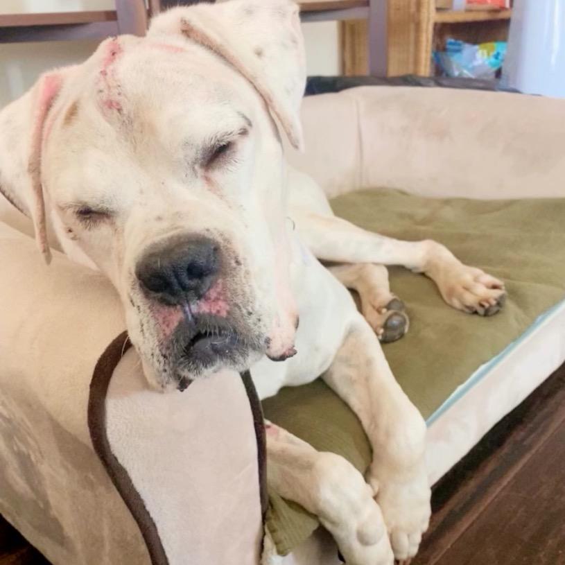 Enlarge Jasper, a Adoptable Boxer in Ramona, CA image 4/6