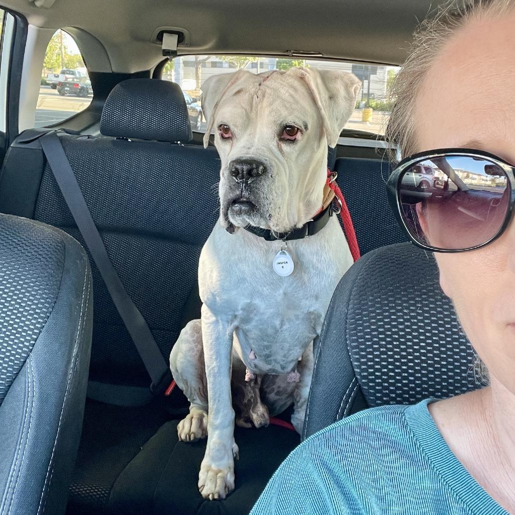 Enlarge Jasper, a Adoptable Boxer in Ramona, CA image 4/6