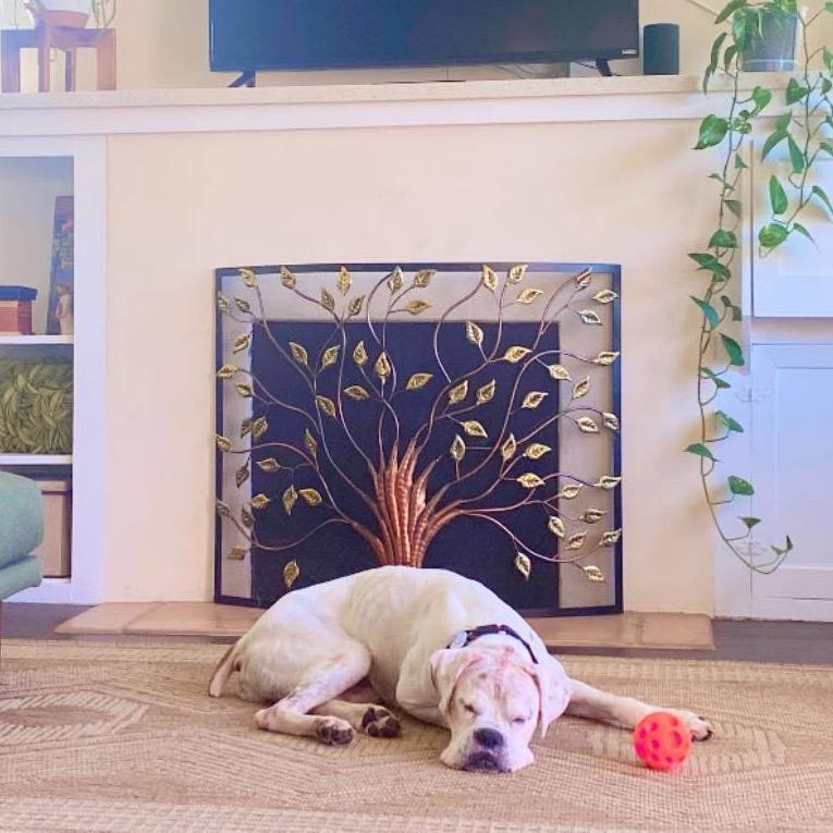 Enlarge Jasper, a Adoptable Boxer in Ramona, CA image 5/6