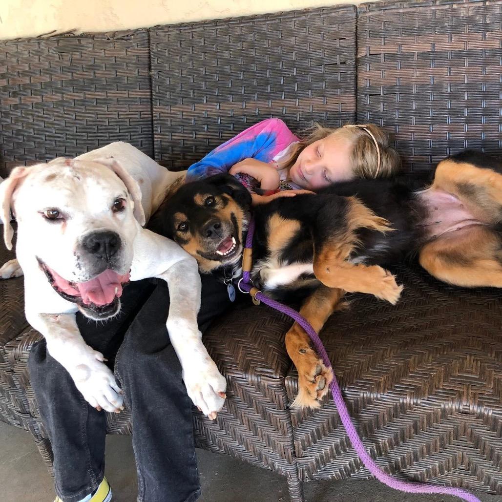 Enlarge Jasper, a Adoptable Boxer in Ramona, CA image 6/6