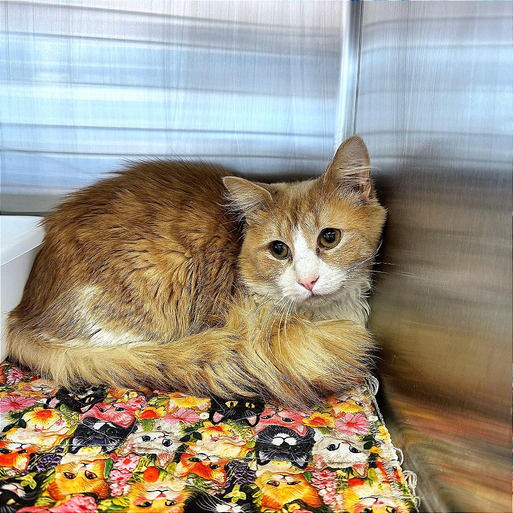 Gouda, a Adoptable Domestic Medium Hair in Hannibal, MO image 1/2