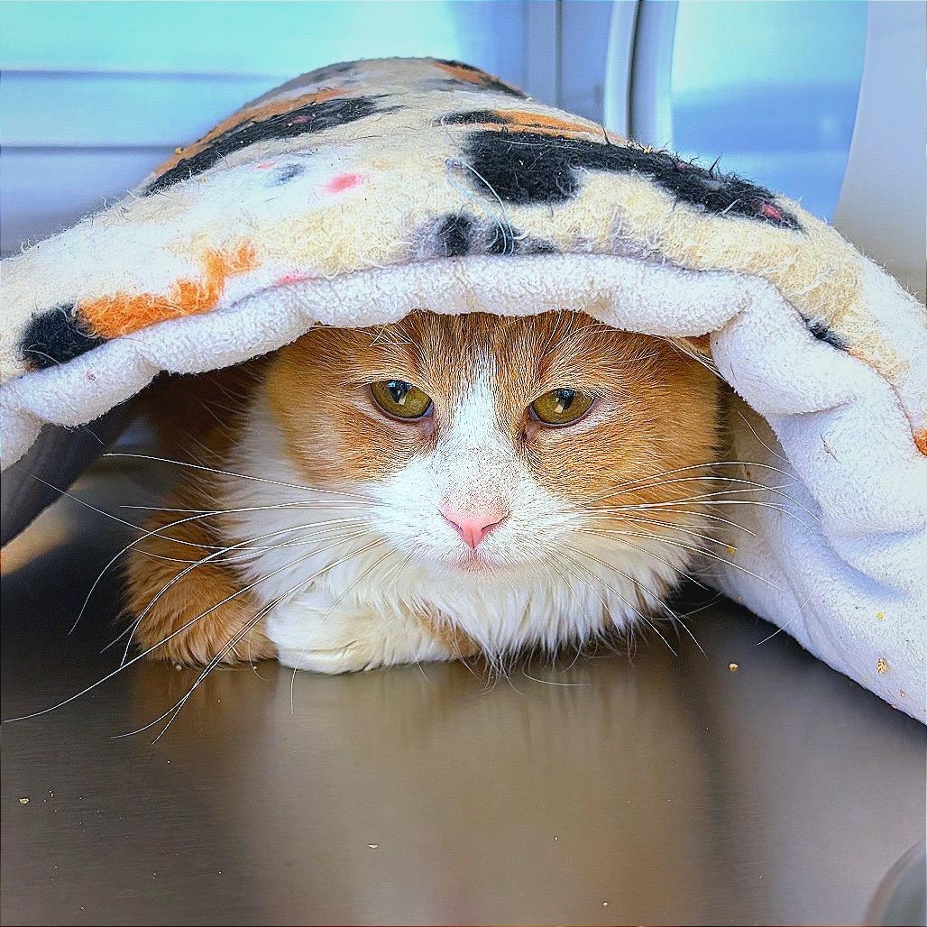 Gouda, a Adoptable Domestic Medium Hair in Hannibal, MO image 2/2