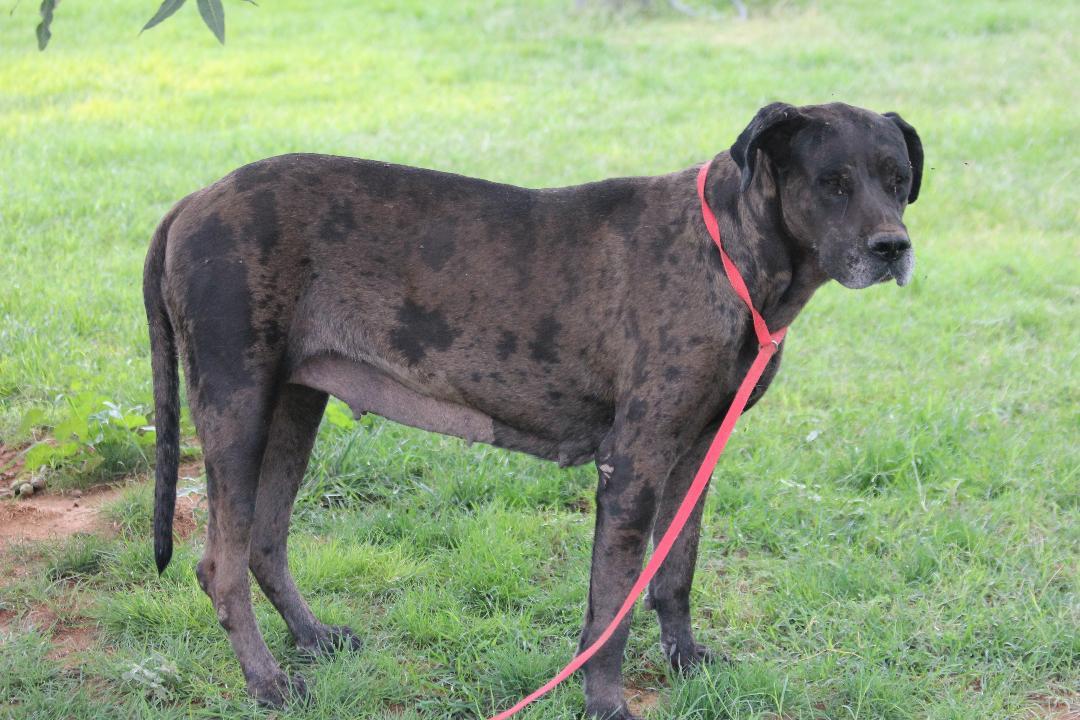 Enlarge Griselda, a Adoptable Great Dane in Pearce, AZ image 1/6