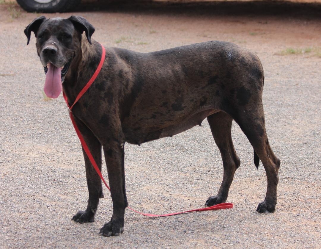 Enlarge Griselda, a Adoptable Great Dane in Pearce, AZ image 2/6